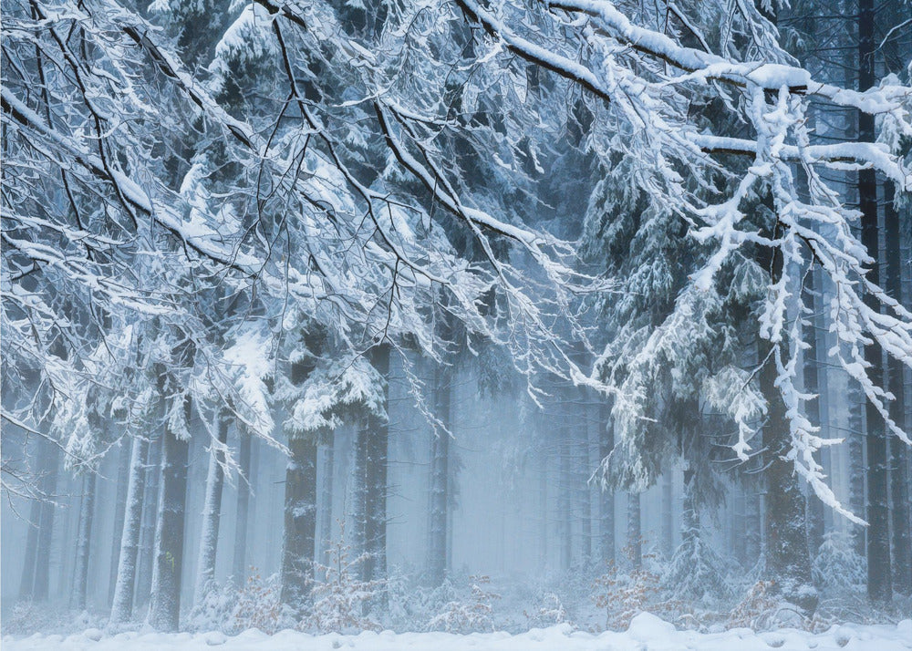 Snövärld | Fototapet
