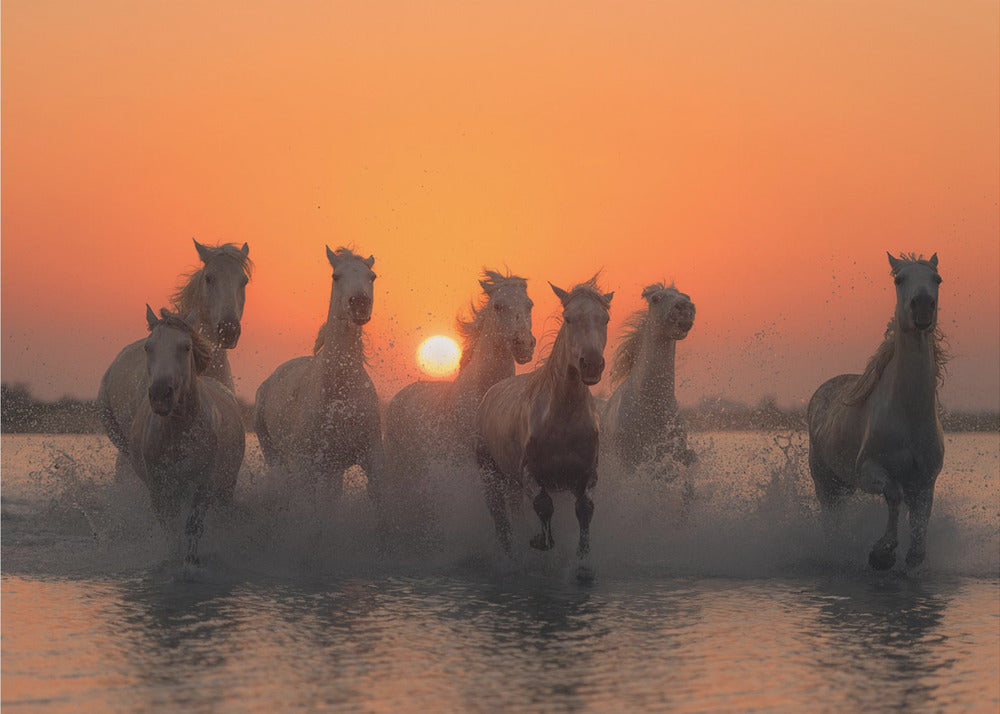 Zonsondergang in de Camargue | Fotobehang