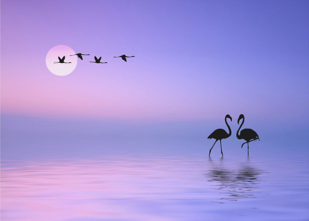 Flygende flamingo | Fototapet