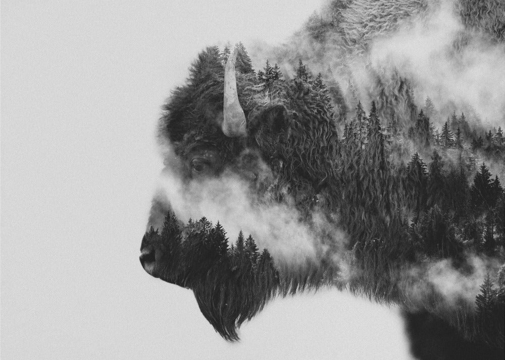 Bison | Canvas