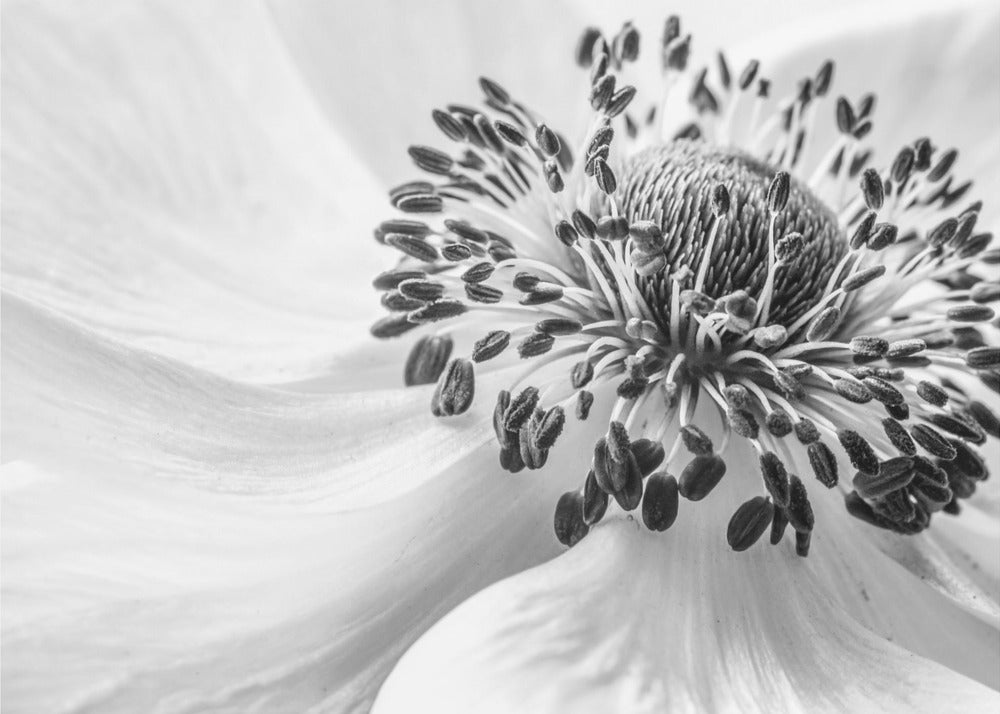 Anemone | Poster