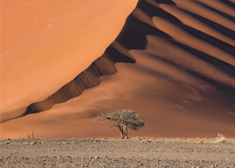 La duna y el árbol | Papel Pintado Fotográfico