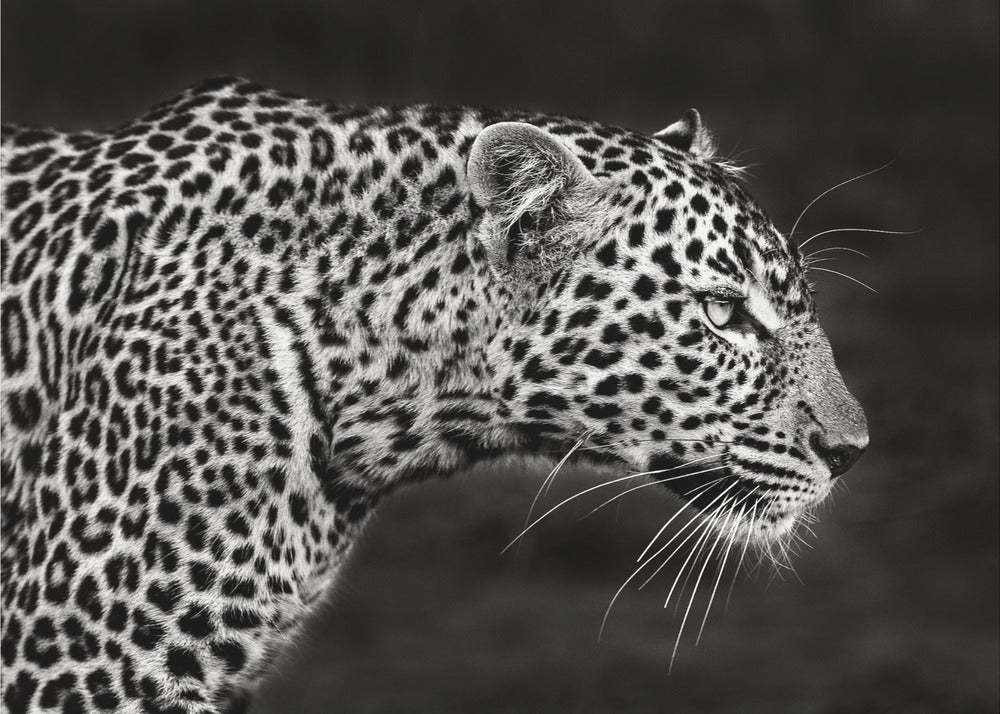 Leopard Close Up | Canvas