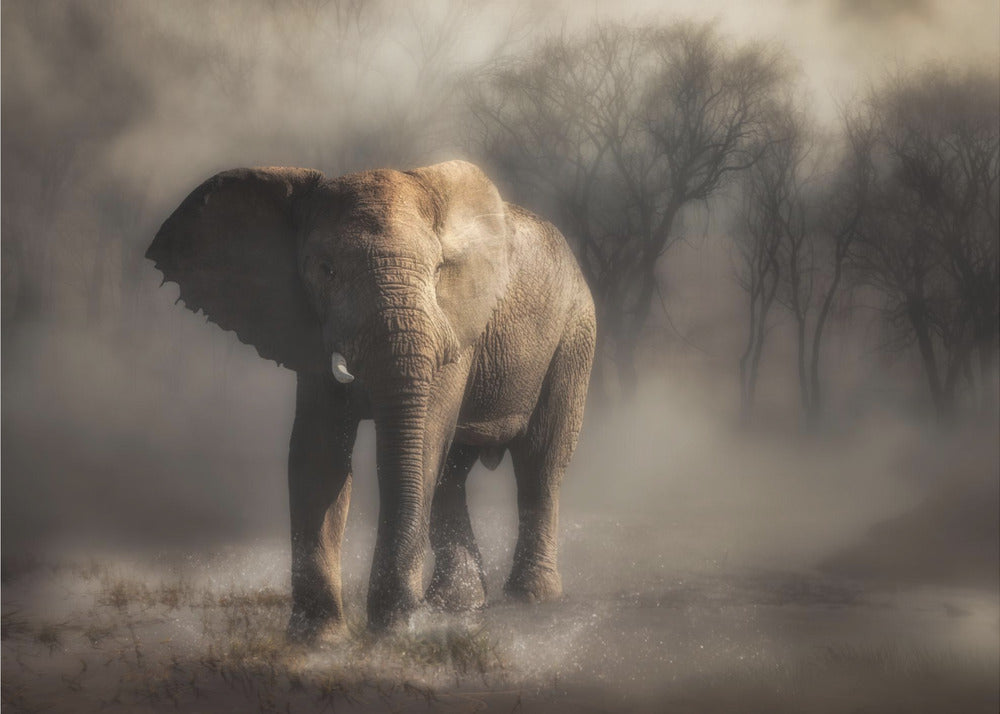 “...elefante bebiendo agua...' | Papel Pintado Fotográfico