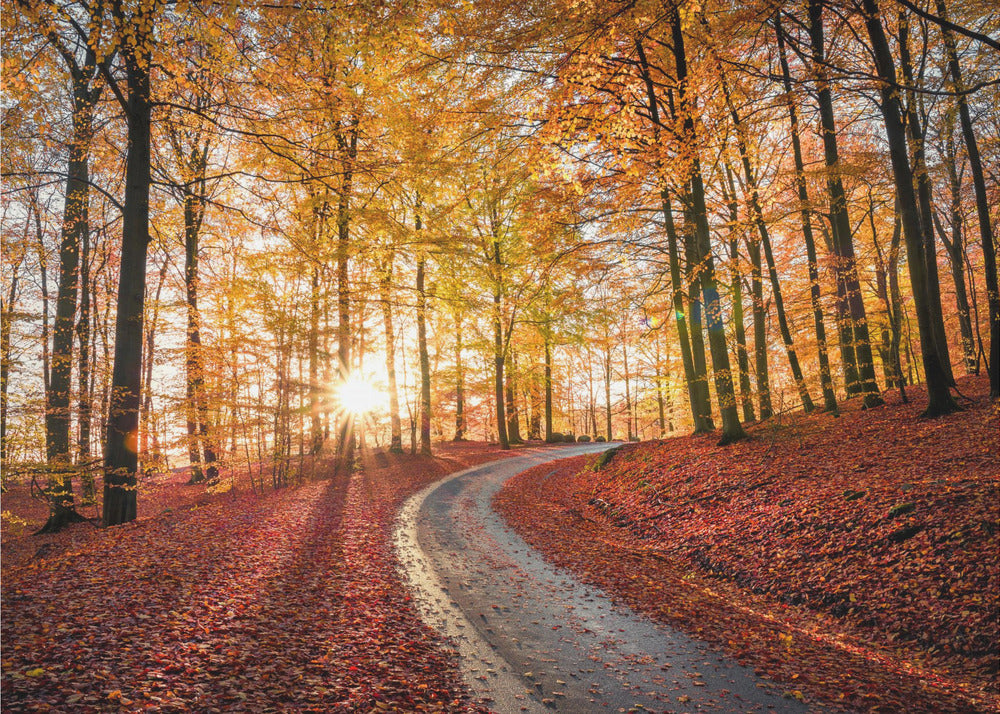 Road in Söderåsen nationalpark, Sweden | Fototapet