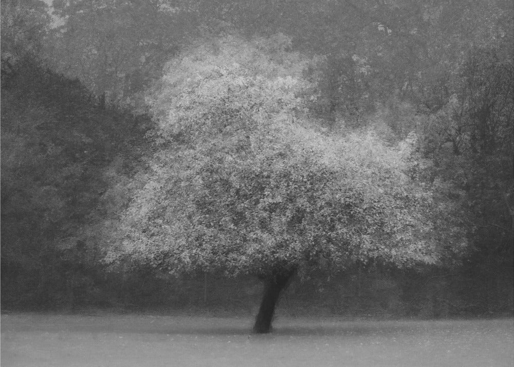Tree magic | Canvas