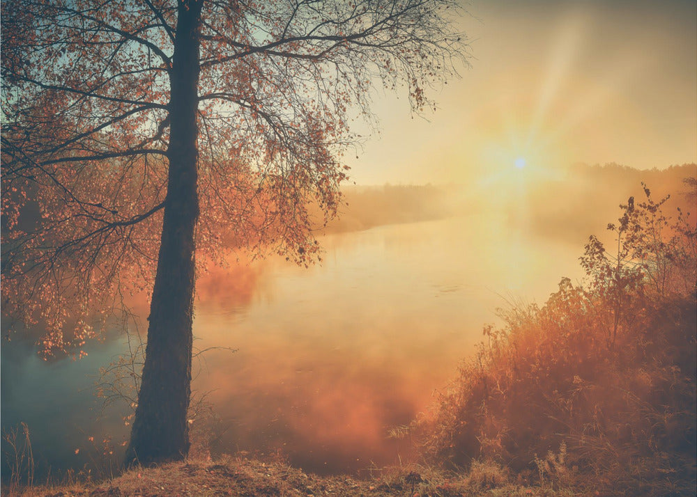 Höstens guld | Fototapet