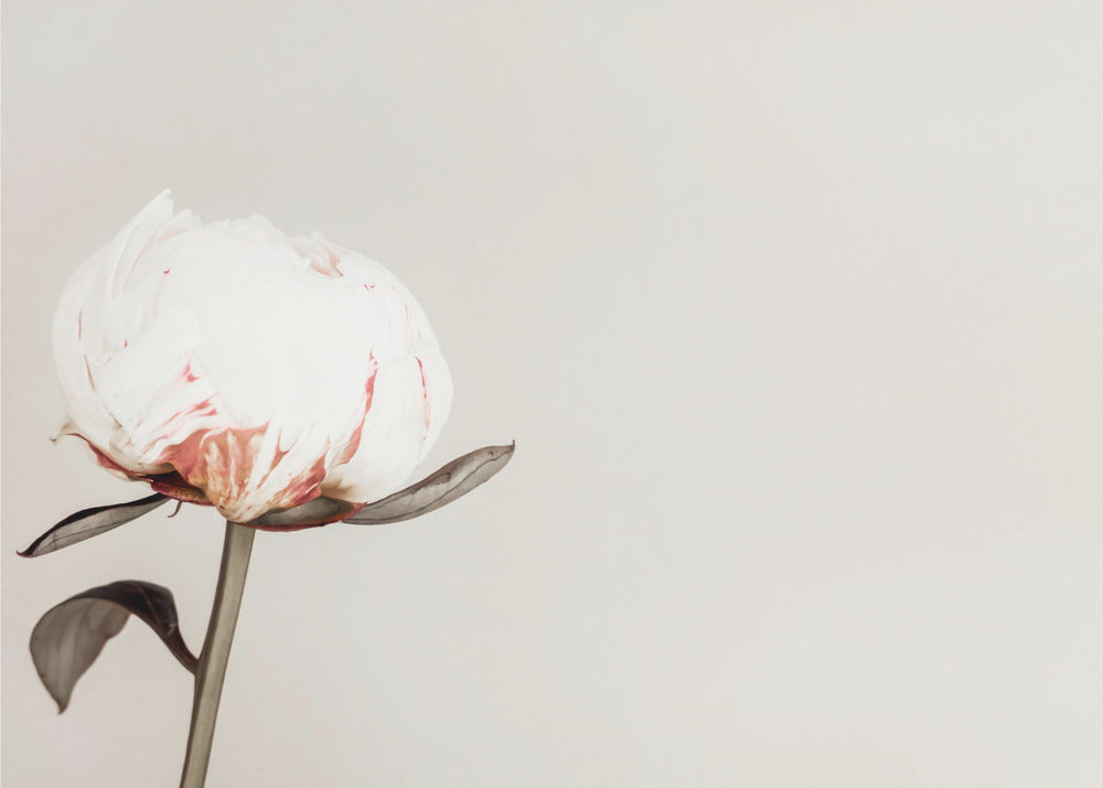 Peony 02 | Poster