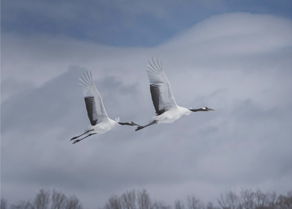 Sandhill i aktion | Fototapeter