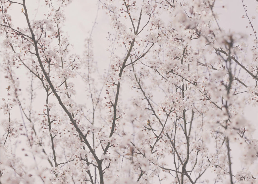 Vårblommor | Fototapet
