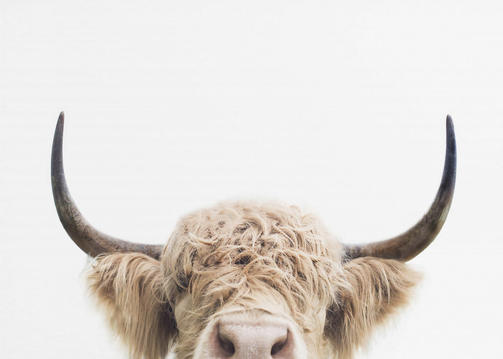 Vaca que mira fijamente Impresiones en Lienzo