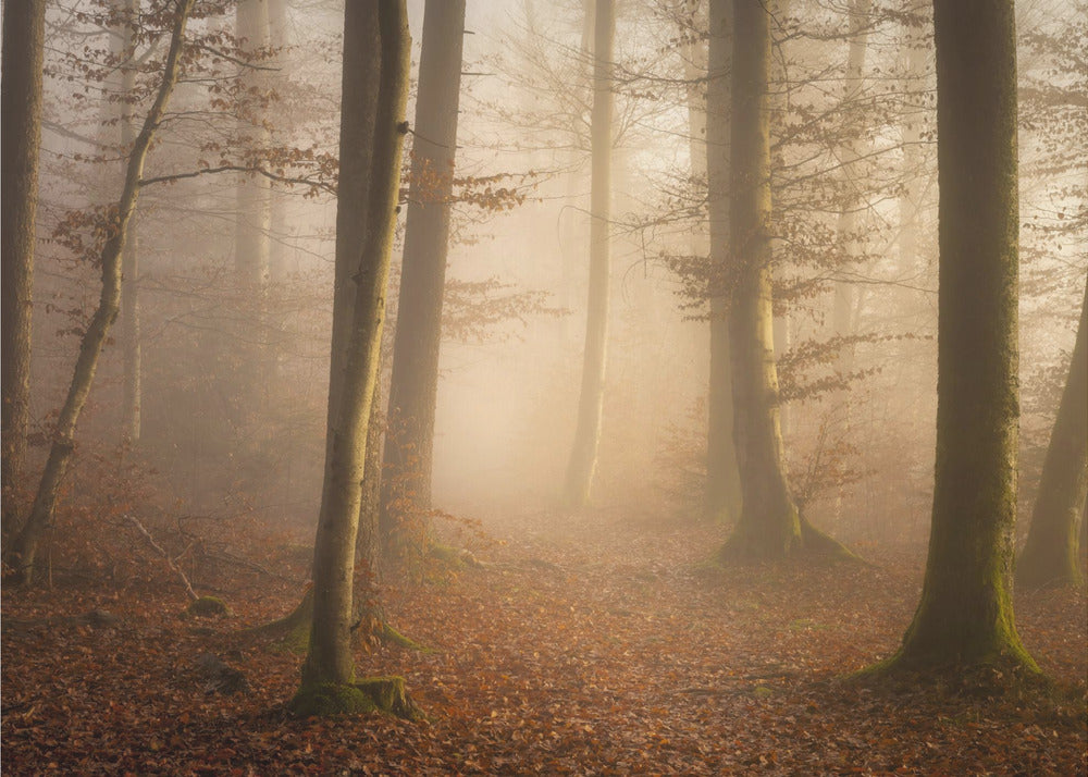 November Skov | Fototapeter