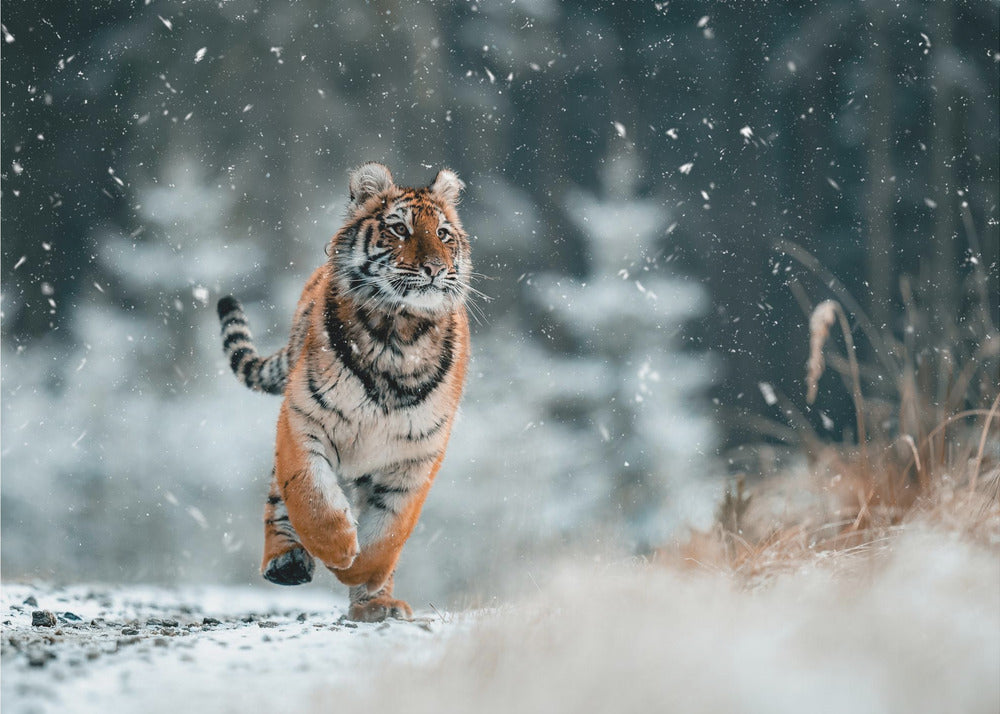 Den sibiriska tigern | Canvas
