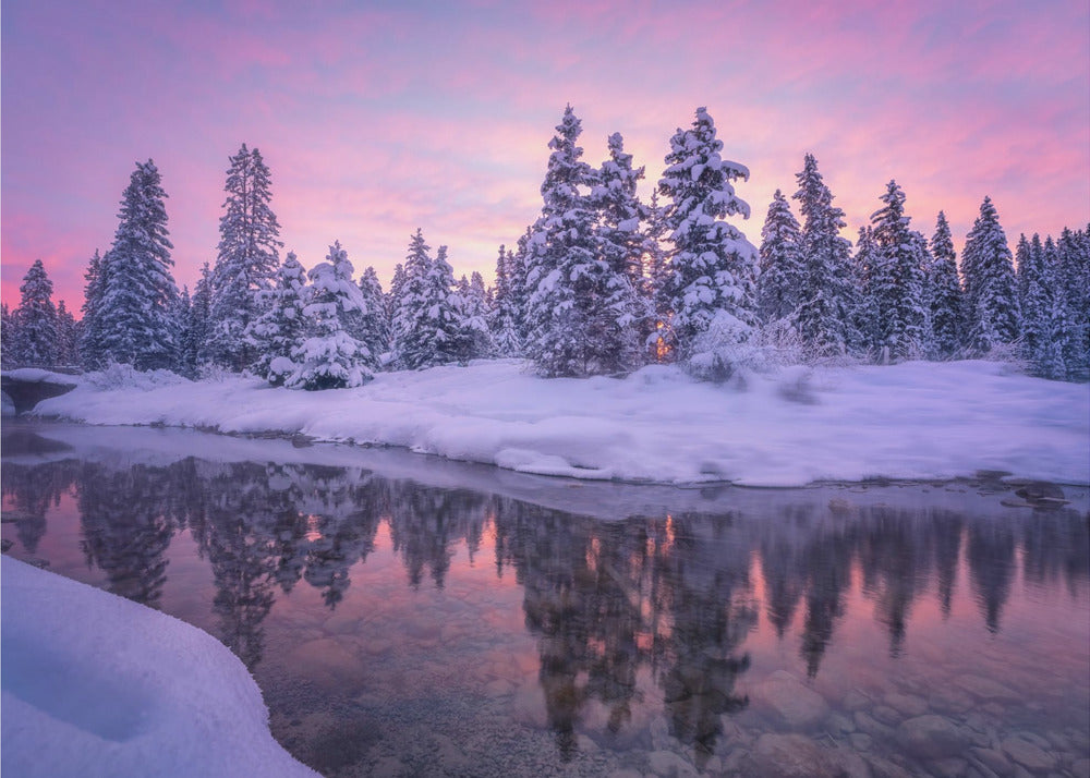 Skovmorgen | Fototapeter