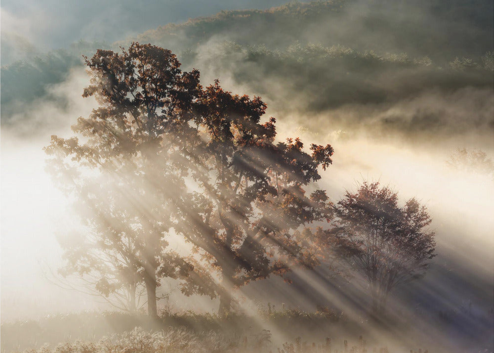 raggio di luce | Carta da Parati Fotografica