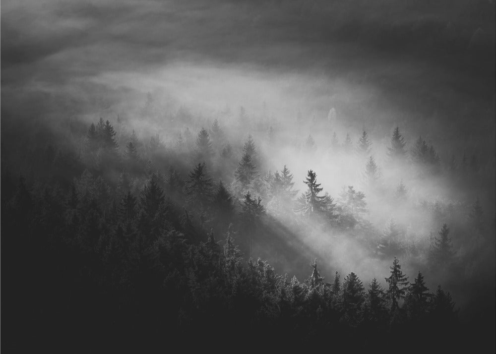 Misty | Fototapeten