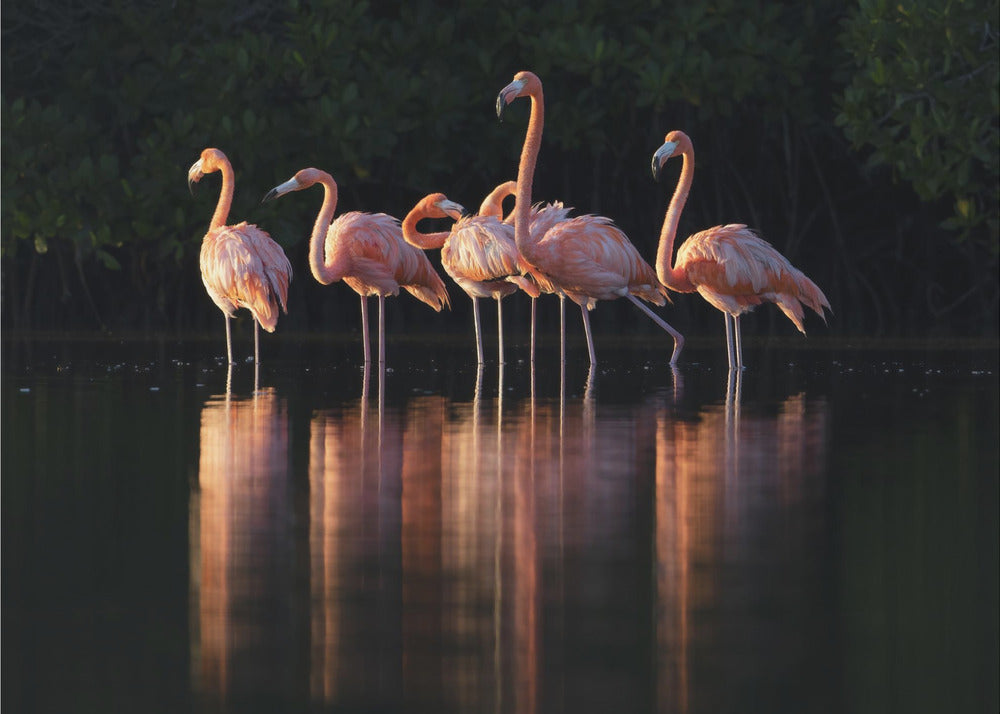 Roze Dageraad | Canvasprints