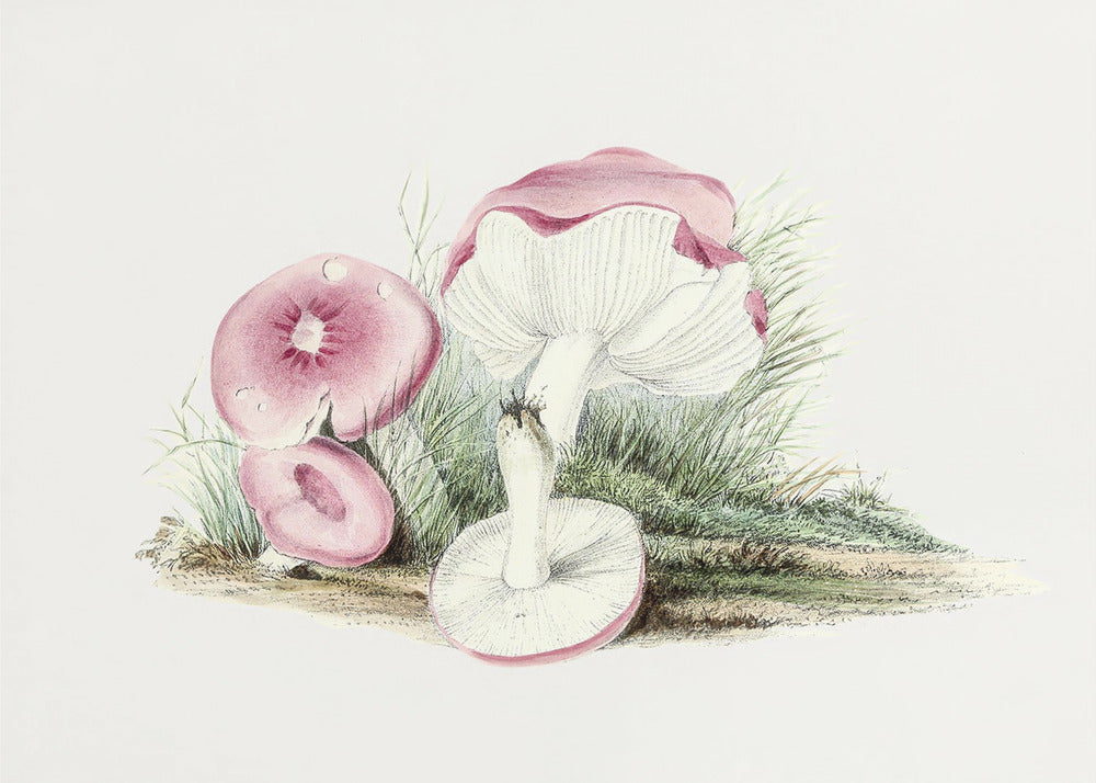 Vintage Russula Emetica-svamp | Lærredsbilleder