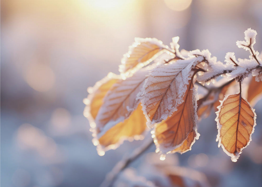 Winterimpressionen Nr. 10 | Fototapeten