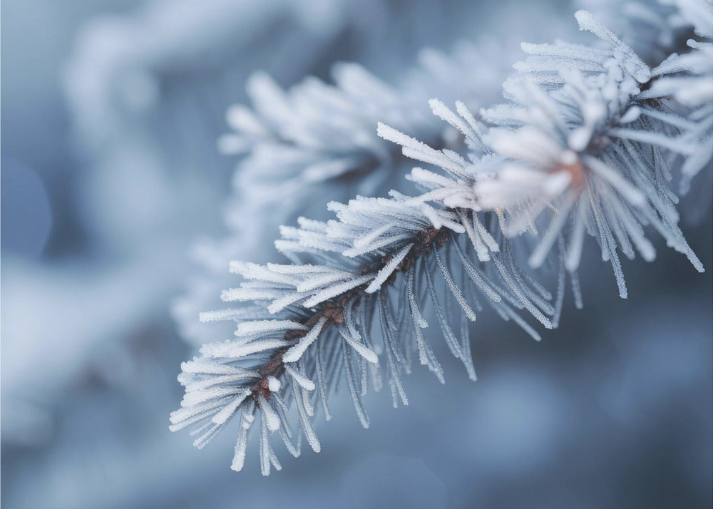 Winterimpressionen Nr. 8 | Fototapeten