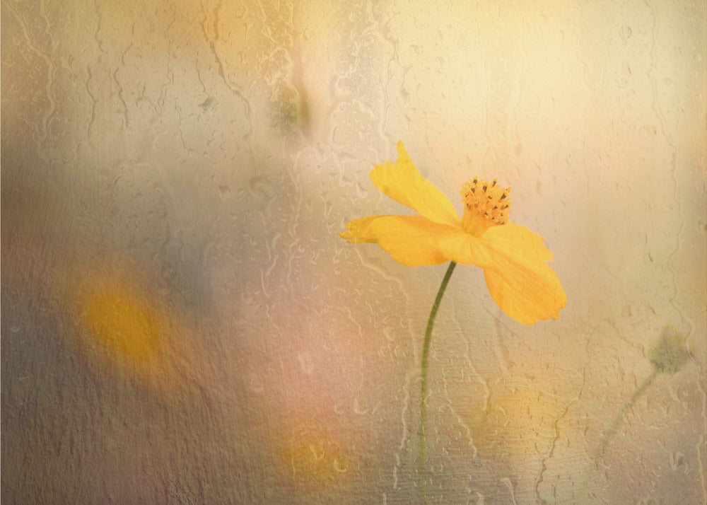 cosmos bajo la lluvia | Papel Pintado Fotográfico