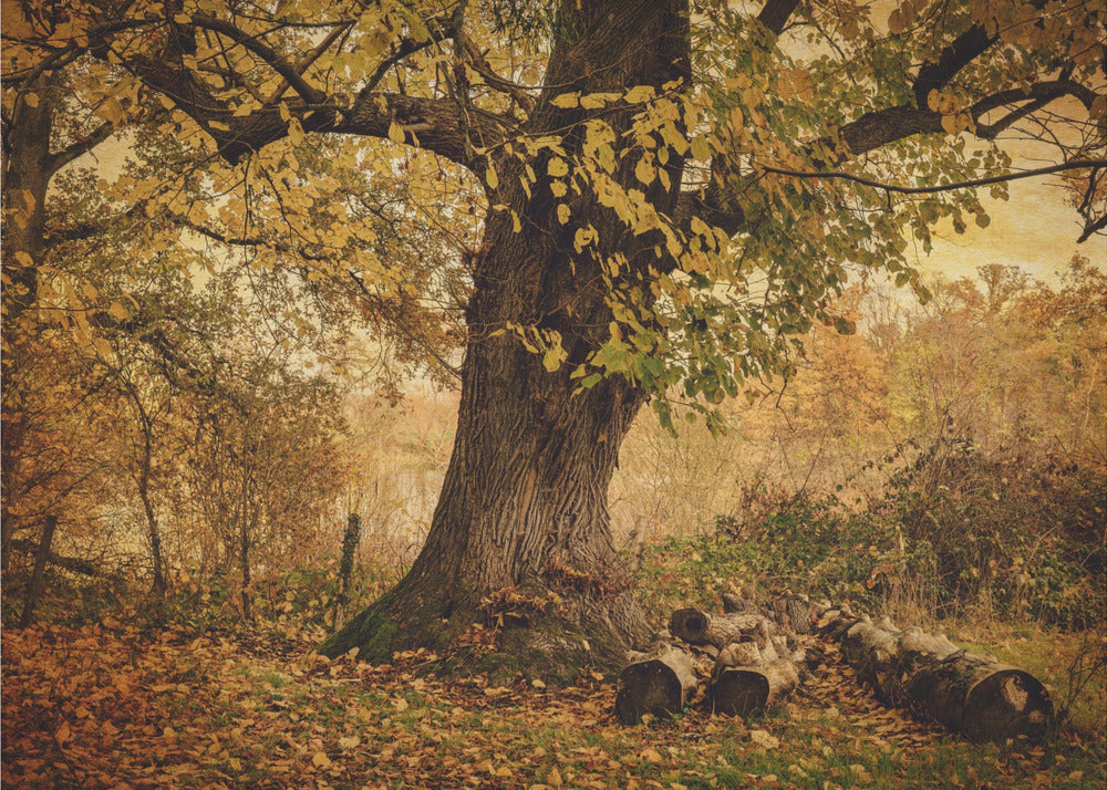 Alter Baum | Leinwand-Bilder