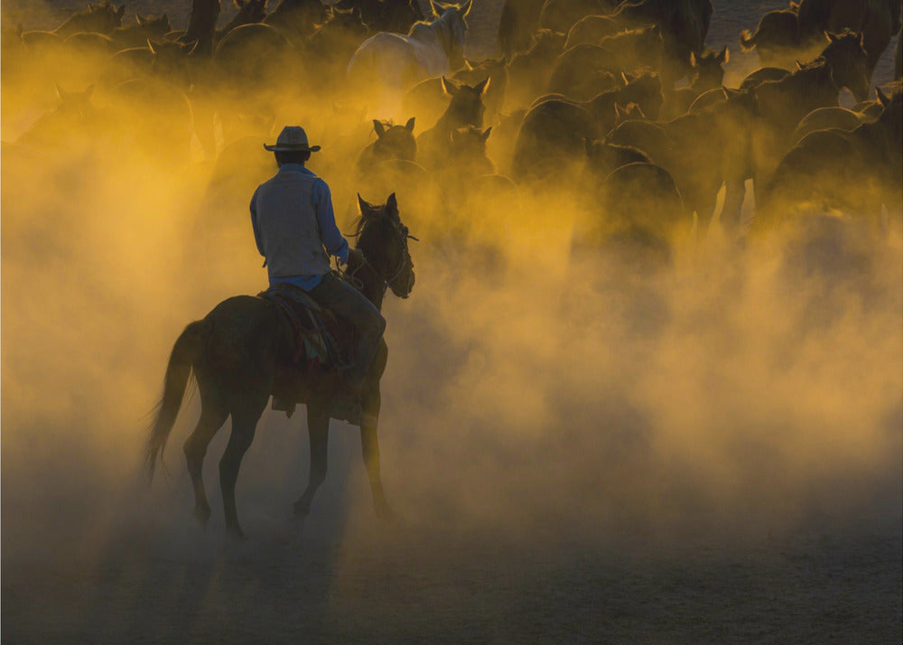 Cowboy und Pferde | Leinwand-Bilder