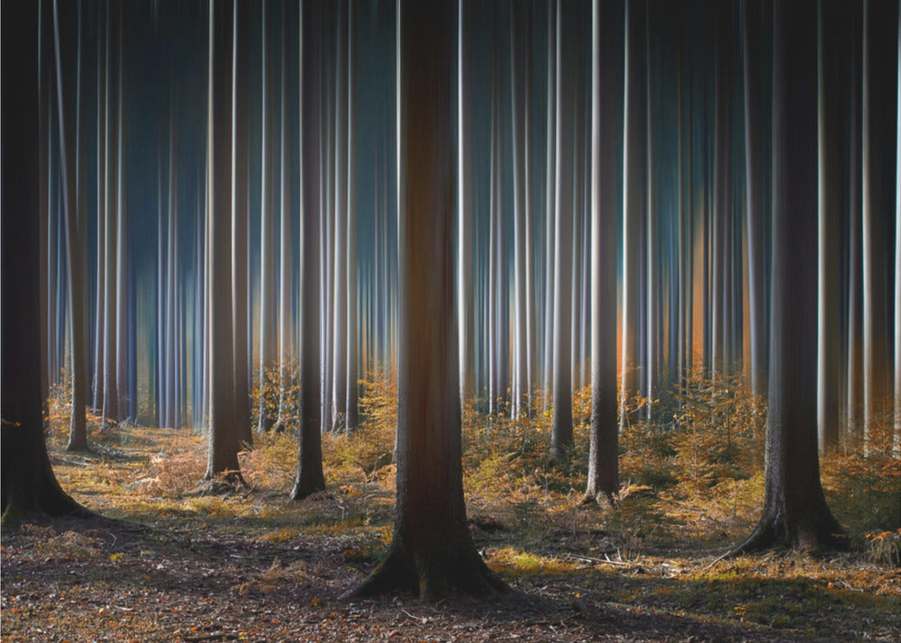 Madera Mística | Papel Pintado Fotográfico