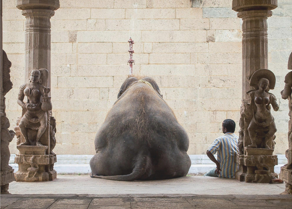 L'elefante e il suo Mahot | Poster - Stampe d’Arte