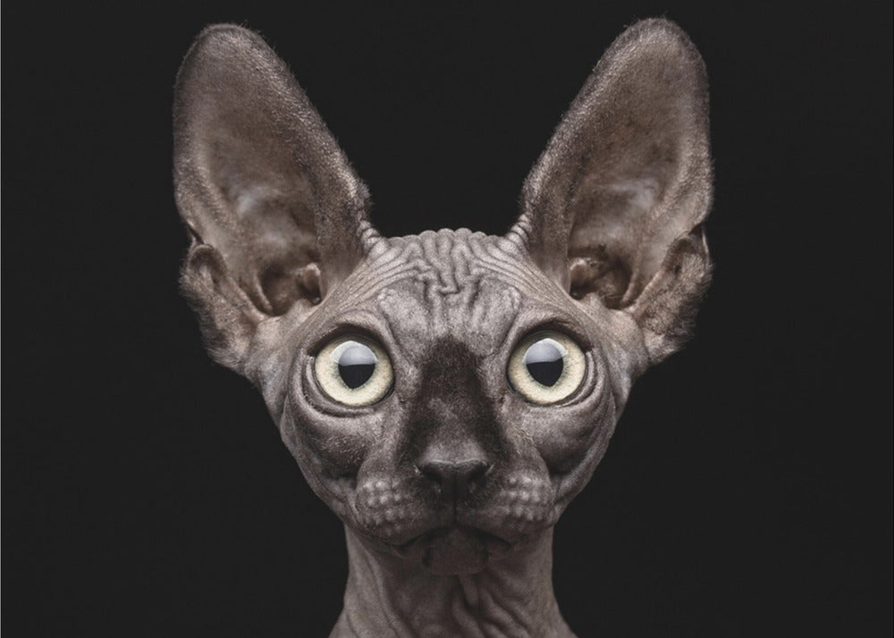 Sphynx-Katze | Poster - Kunstdruck