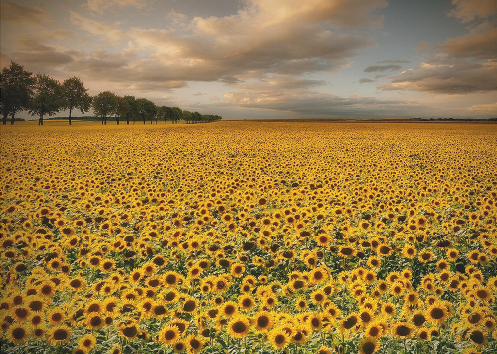 Sonnenblumen | Fototapeten