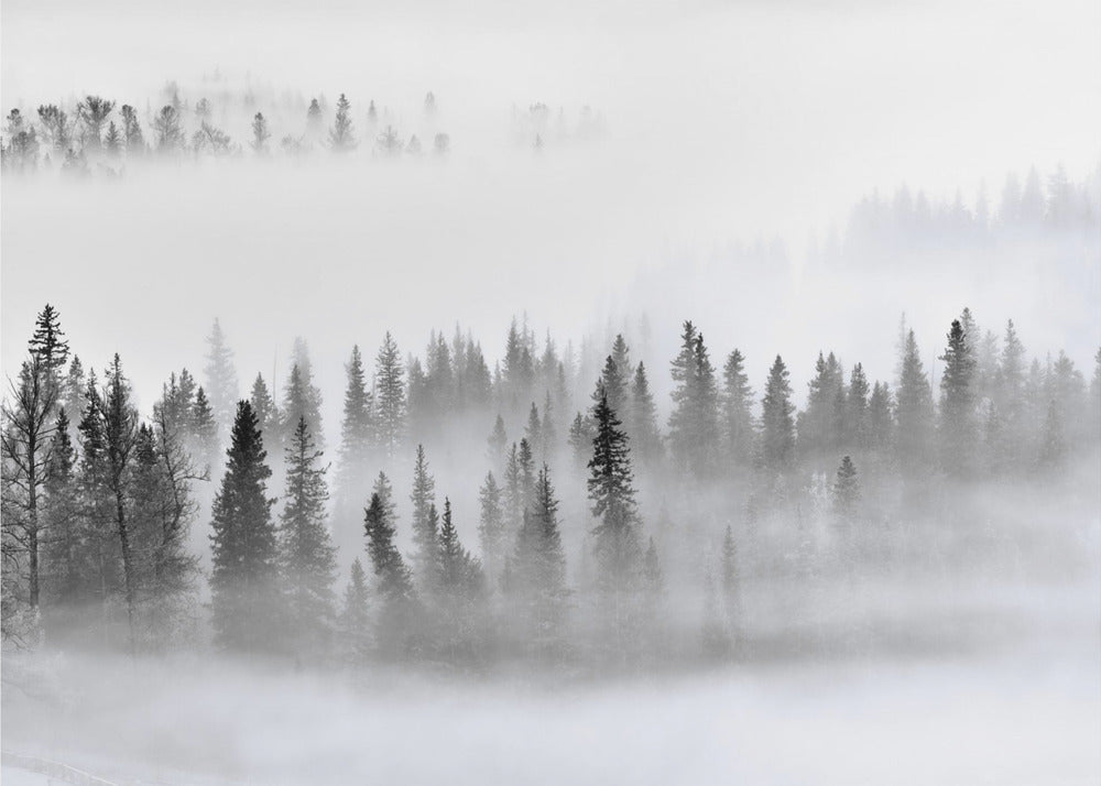 Nebliger Wald | Fototapeten
