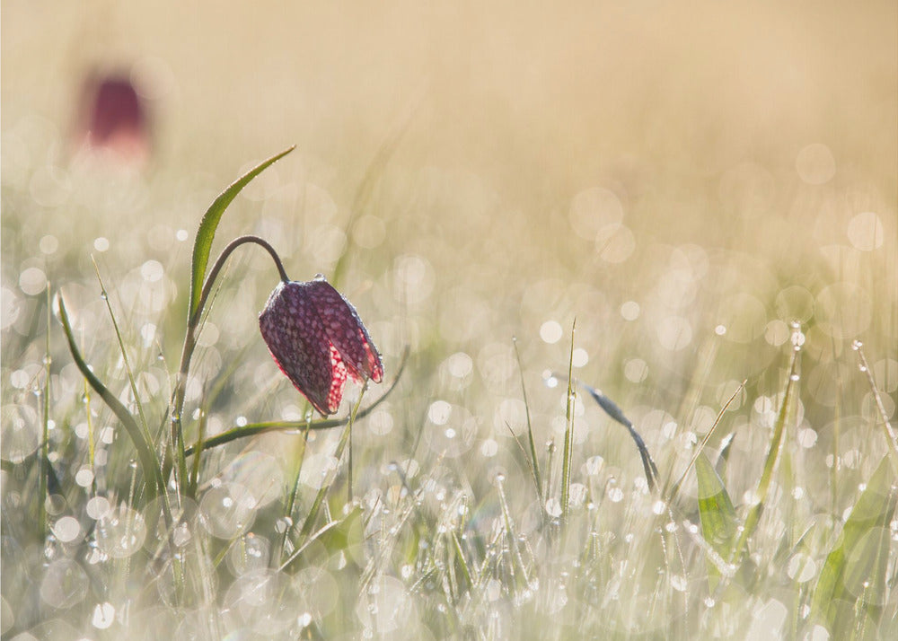 Morgentau | Fototapeten