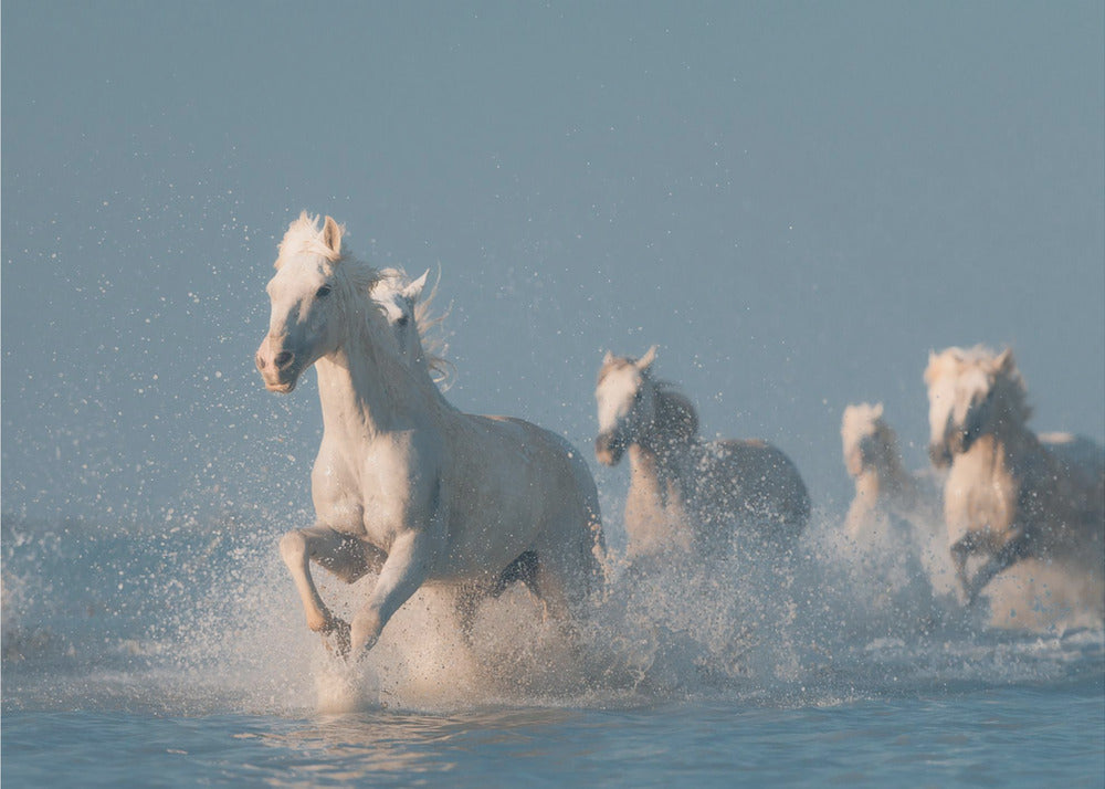 Engel der Camargue | Fototapeten