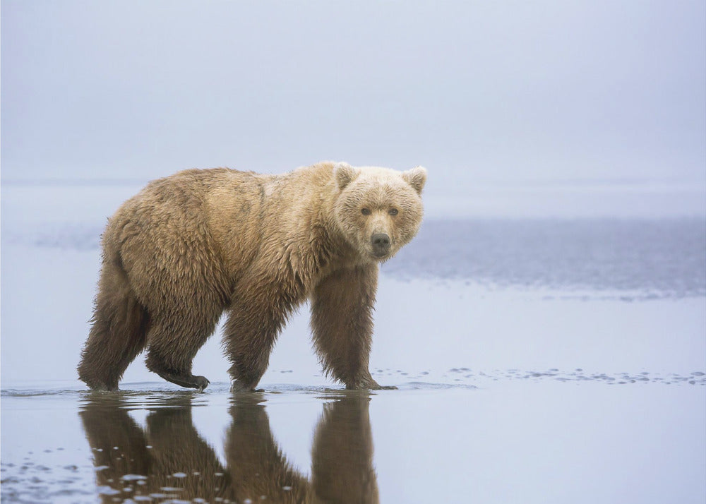 La passeggiata dell'orso | Carta da Parati Fotografica