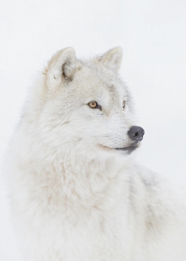 Portrait of an Arctic Wolf | Canvas