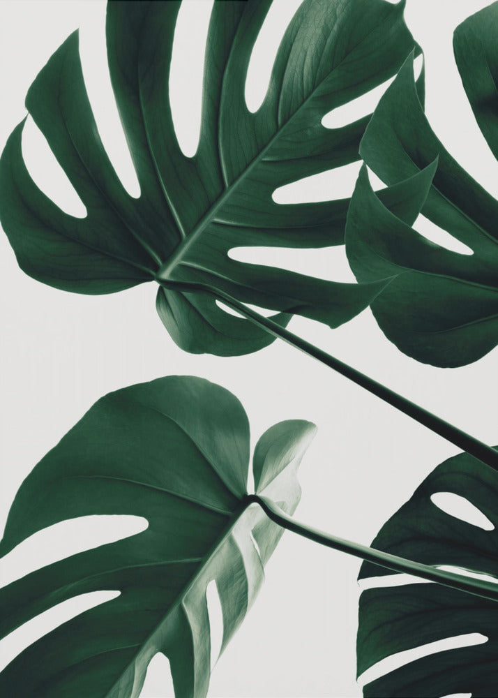 Monstera Naturlig 43 | Lærredsbilleder