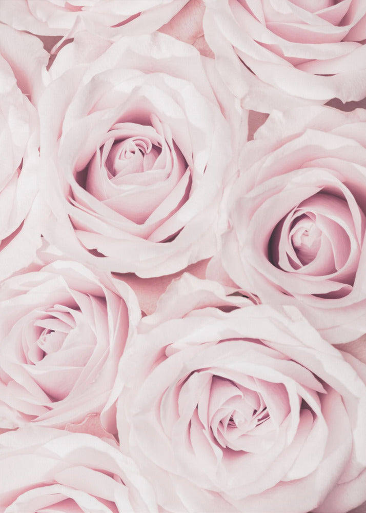 Roses roses n° 02 | Tableaux sur Toile