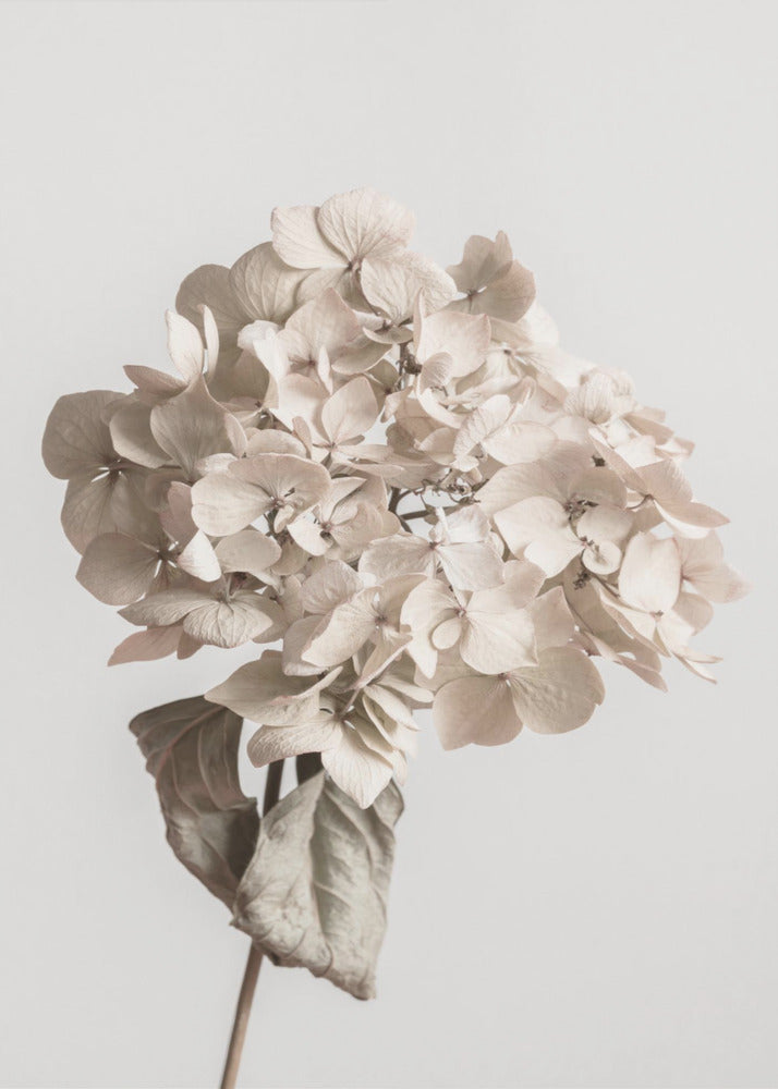 Beige tørrede blomster | Lærredsbilleder