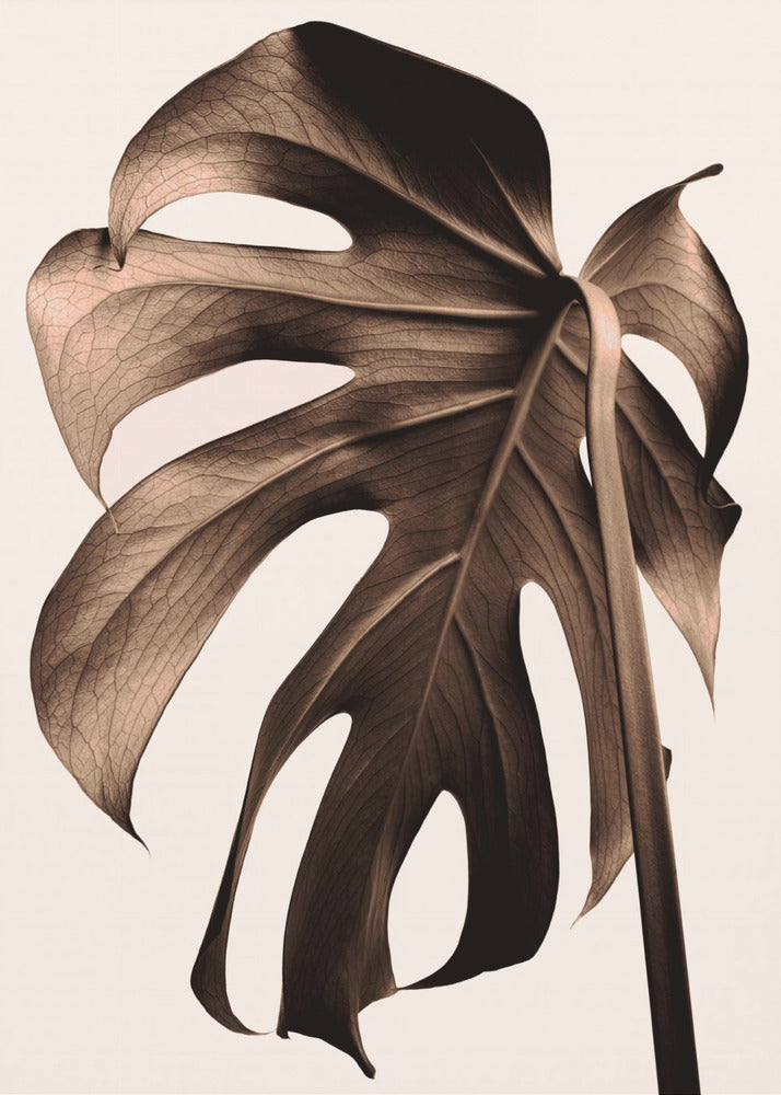 Monstera Złoto | Wydruki na łótnie