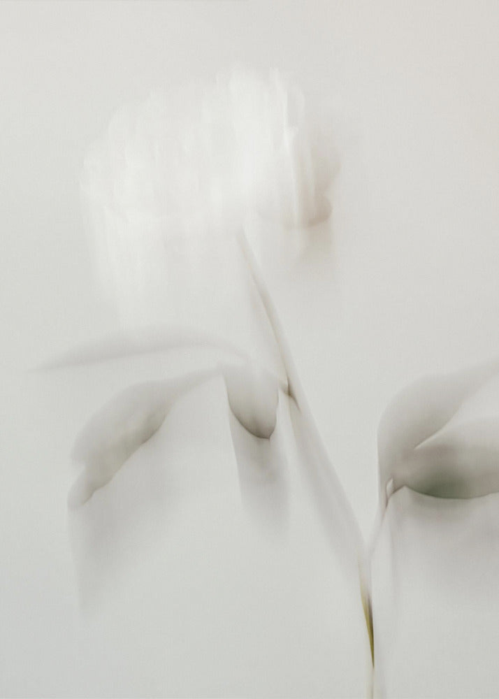 Peony 06 | Poster