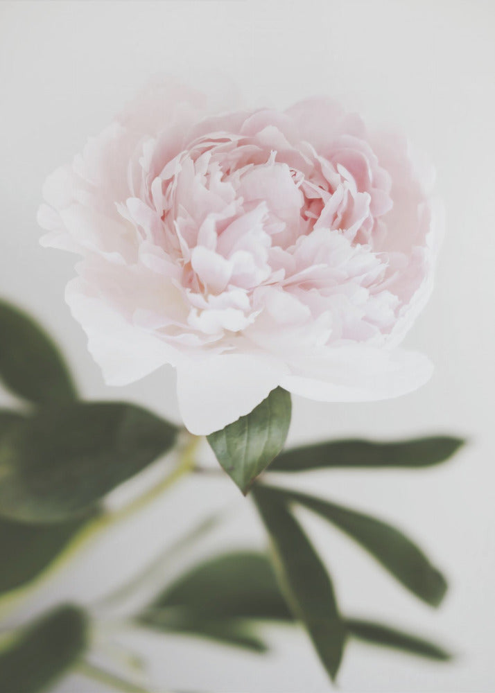 Peony 10 | Poster