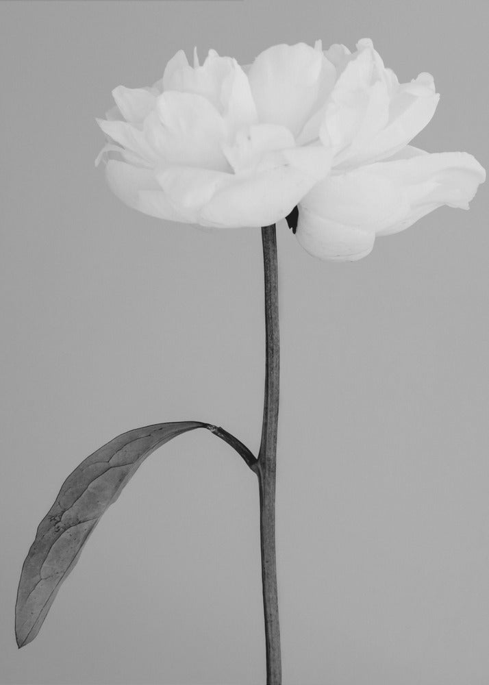 Peony 14 | Poster