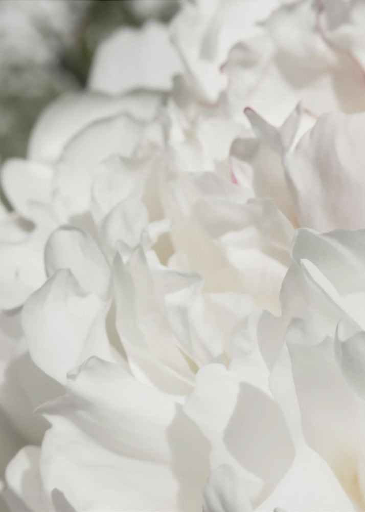 Peony 20 | Poster