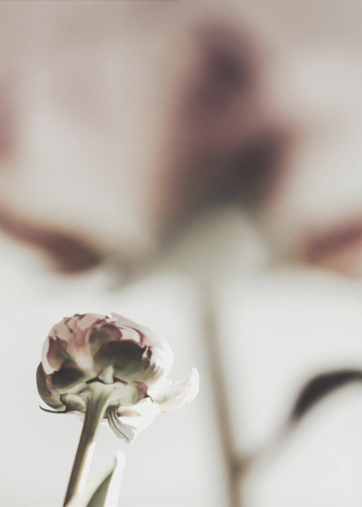 Peony 22 | Poster