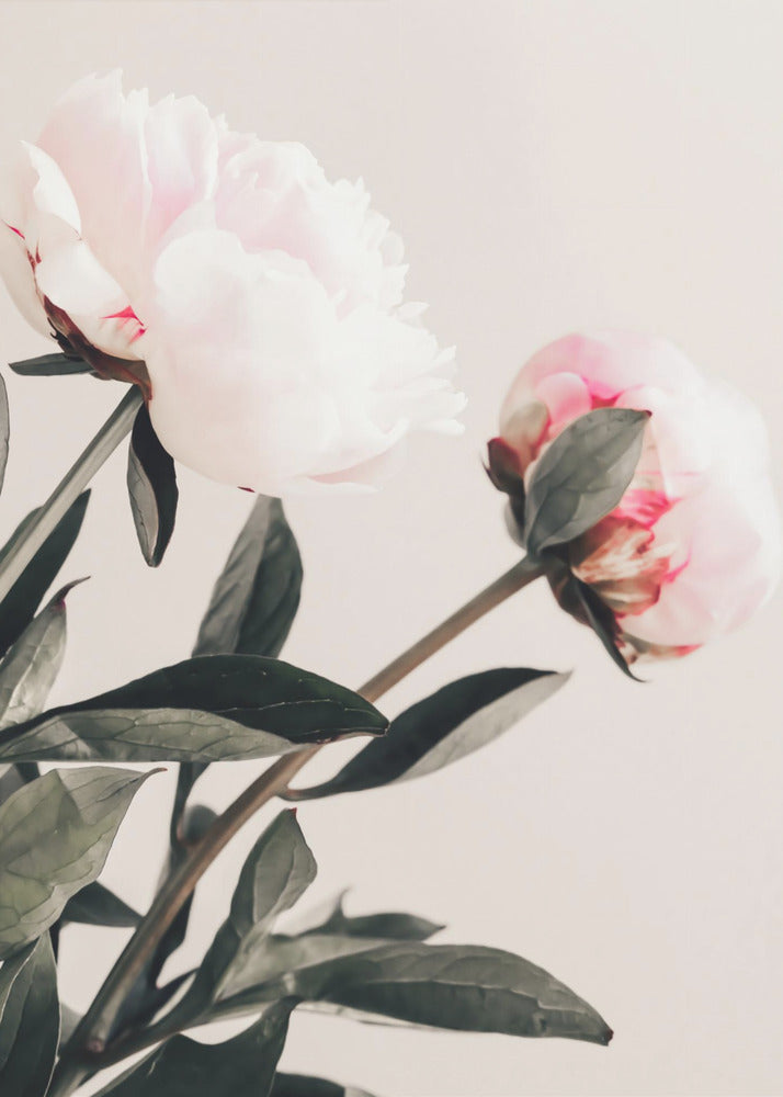 Peony 23 | Poster