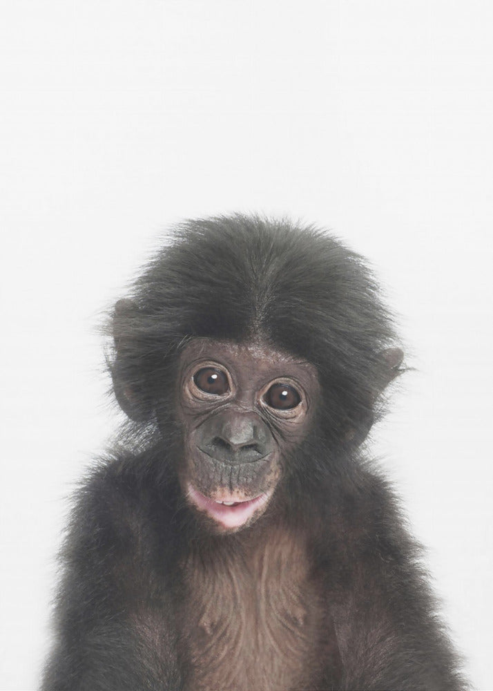 Bébé singe | Tableaux sur Toile