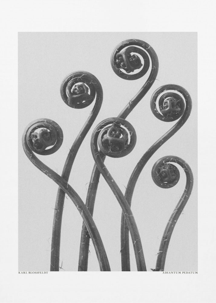 Adiantum pedatum | Lærredsbilleder