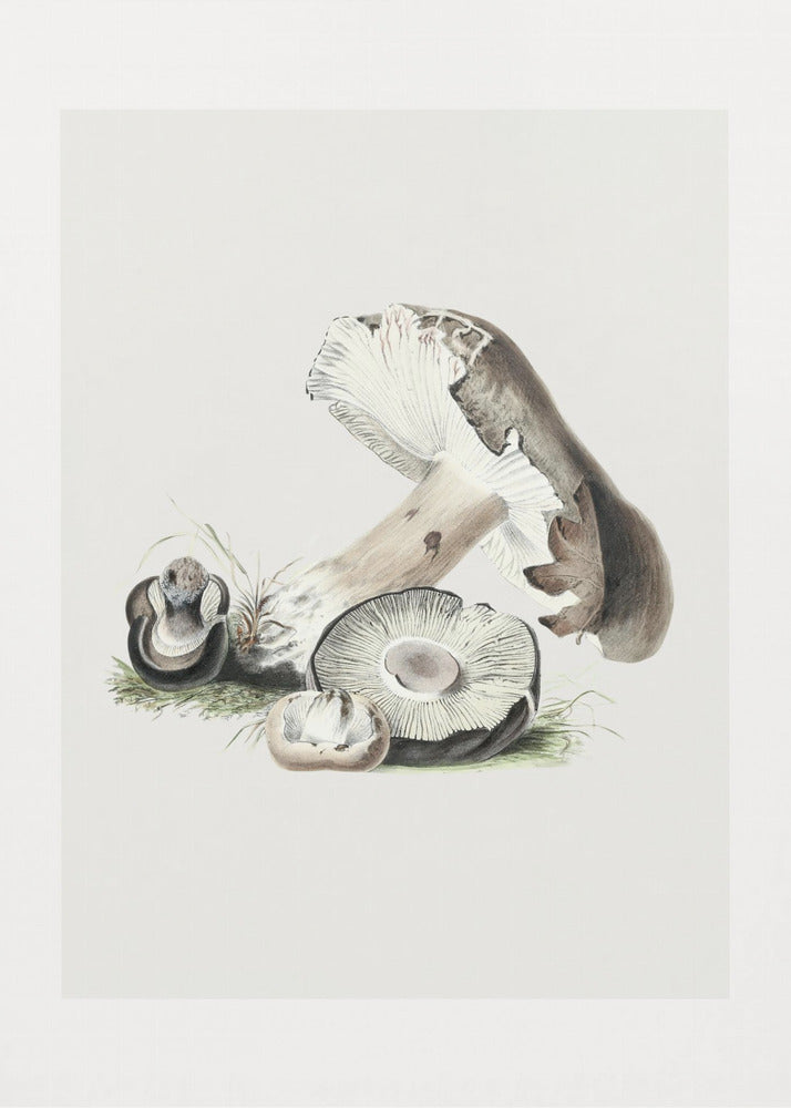 Champignon Agaricus Augustus vintage 50x70 | Tableaux sur Toile
