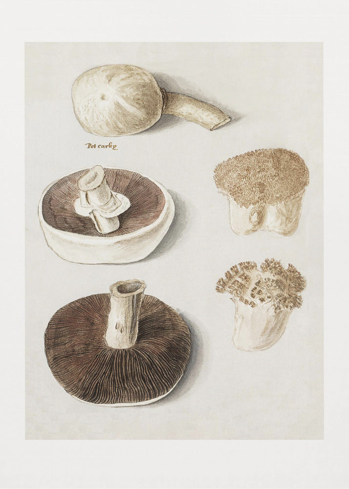 Vanlig ängssvamp, Agaricus Campestris stående | Canvas